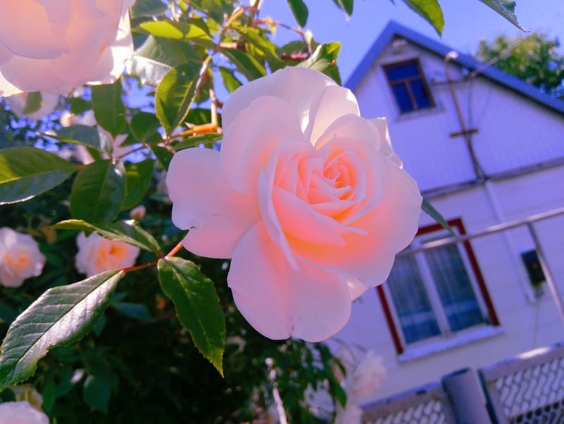 Spring Garden Delights