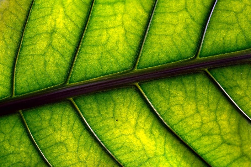 Pressed Plant Art